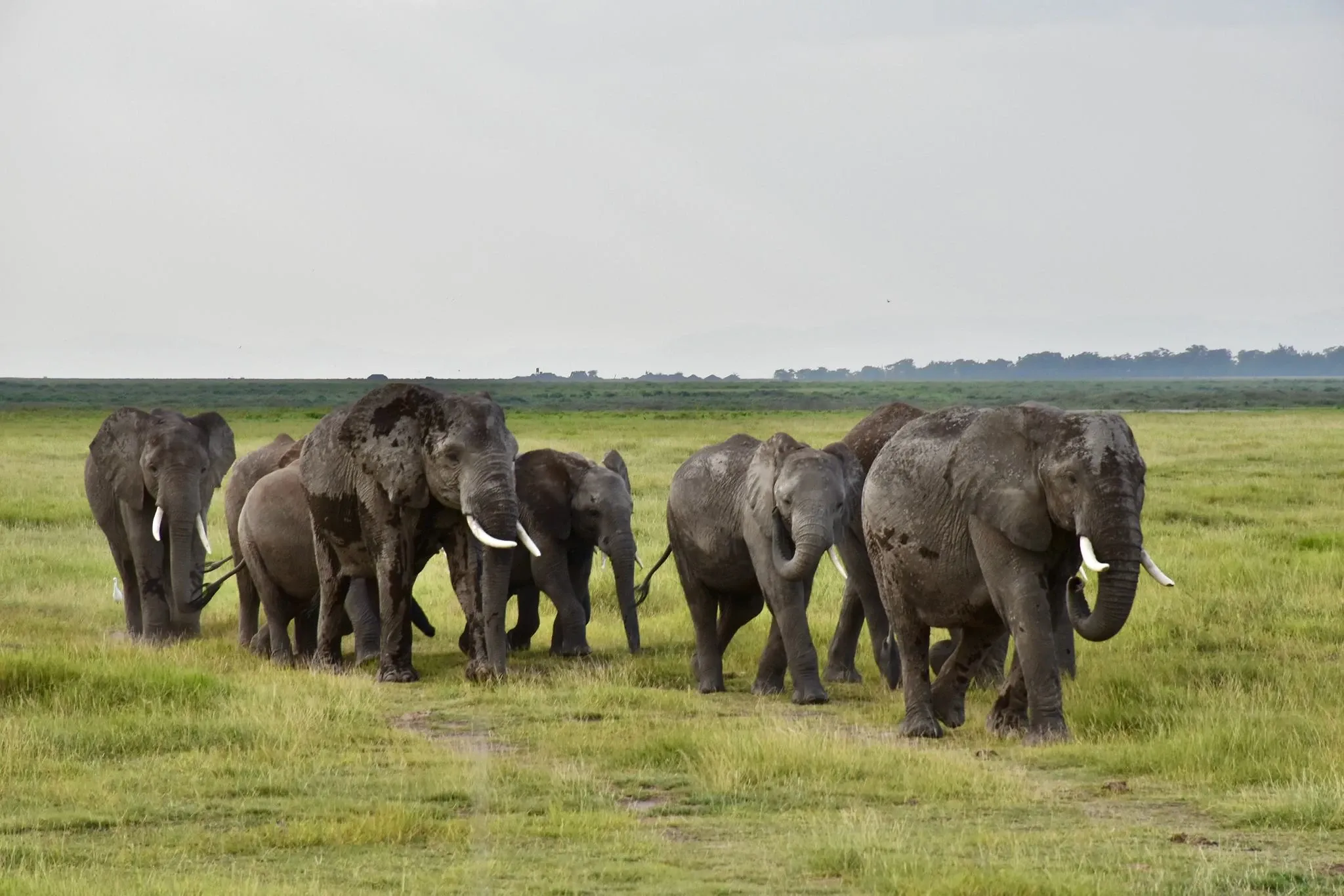 Best time to vist Kenya and Tanzania